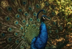 arquétipo do pavão 