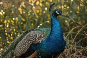 arquétipo do pavão 