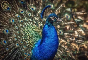 arquétipo do pavão 