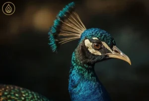 arquétipo do pavão